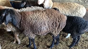 собака курцхар: Продаю | Баран (самец) | Долан | Для разведения — 1