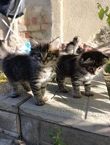 голая кошка сфинкс цена: Кошка даром: Беспородная, 2 месяца, Девочка, Приучена к лотку — 7