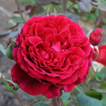 семена клевера в бишкеке: Көчөттөр гүлдүн: Розалар, Өзү алып кетүү, Акылуу жеткирүү — 10