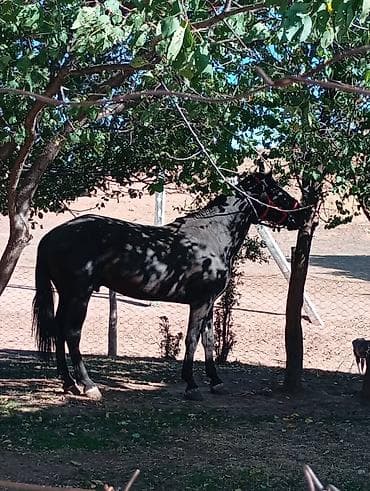 гисары бараны: Продаю | Конь (самец) | Рабочий | Племенные — 2