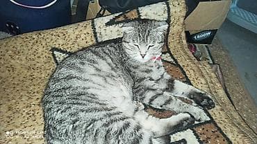 свинкс кошка: Котята домашние, отдам в добрые руки от кошки с вислоухими ушками. - — 4