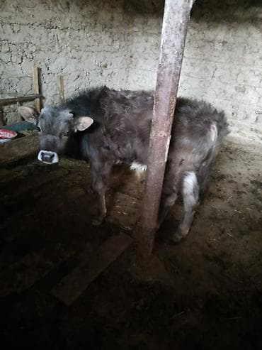 Үй жаныбарлары үчүн товарлар: Сатам | Бука (эркек) | Бордоп семиртүү үчүн — 5