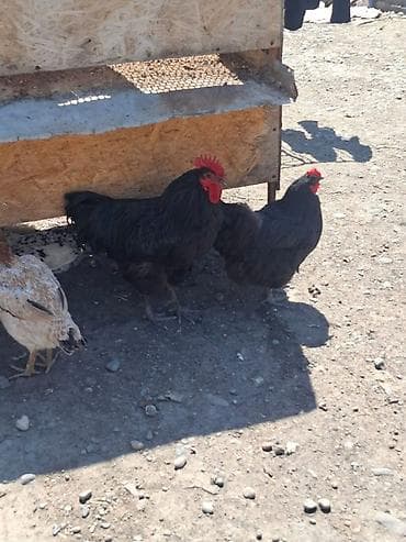 джерсийкий гигант: Продаю | Цыплята | Для разведения — 3