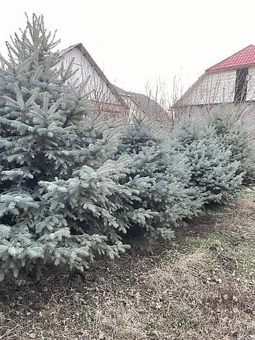 Уголь: Саженцы деревьев: Ели — 2