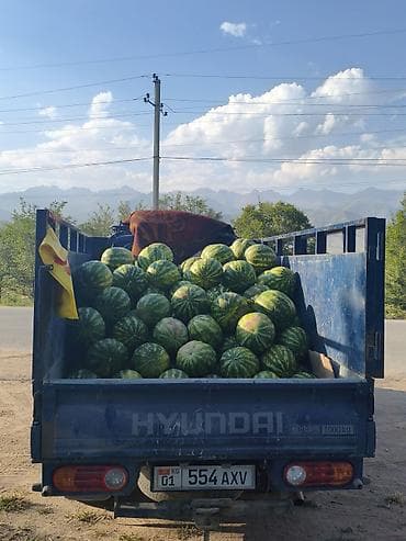 готовый тандыр: Арбузы Оптом, Бесплатная доставка — 2