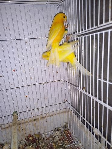 корм витакрафт для волнистых попугаев: Канарейки декоративные, различные окрасы - Птицы певчие, компактные — 4