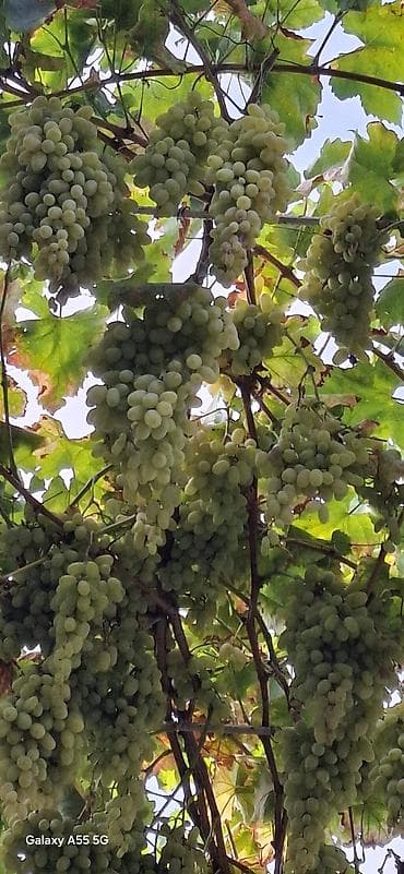 пони конь: Виноград Оптом, Самовывоз — 2
