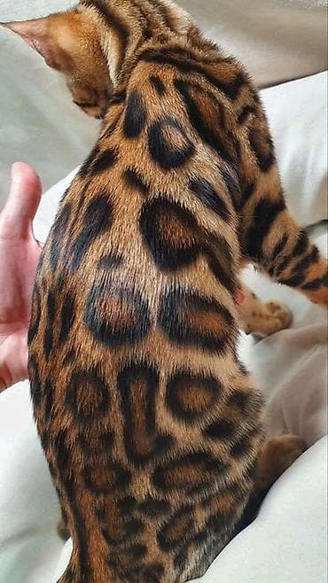 Кошки: Бенгальская, 2 месяца, Девочка, Проглистована — 3