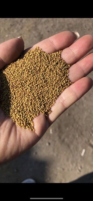 где купить саженцы в бишкеке: Уруктар тоют өсүмдүктөрүнүн: Беде, Акылуу жеткирүү — 1