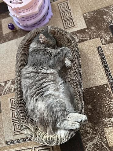 купить кошку: Ищу добрую и ответственную семью для кошки (без маленьких детей) — 10