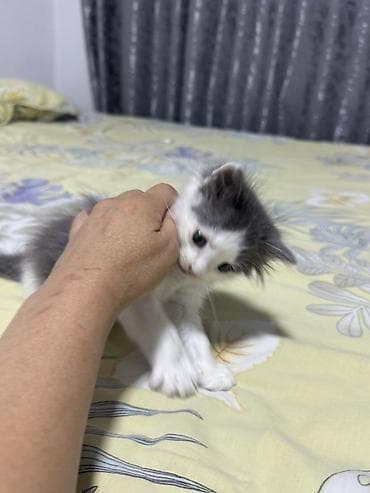 Кошки: Кошка даром: Беспородная, Девочка, Приучена к лотку — 3