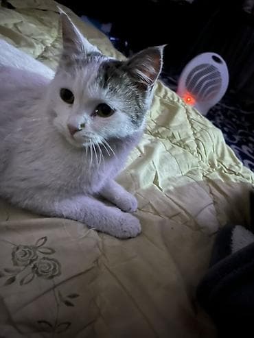 подать обьявление: 🩷 Отдам в добрые и заботливые руки 🩷 Малышка, 7 месяцев — 6