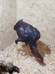 оборудование для кур: Продаю | Куры — 5