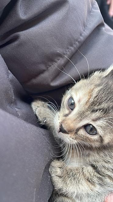 сабаки тайган: ОШ ОШ ОШ! АРБАТ ! Нужны добрые руеи котятамКотята — домашние любимцы — 3