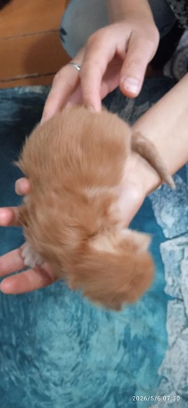 Мейн-Куны🥰. Предлагаются для раннего бронирования 3 сыночка и лапочка — 4