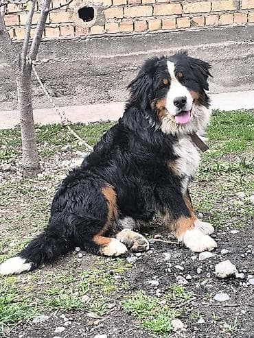 шатландские кошки: Бернский зенненхунд (бернский горный пес) таап алдым кимдики болсо — 1