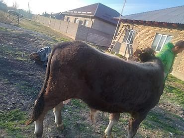 быки на племя: Продаю | Бык (самец) | Полукровка | На откорм | Привязанные — 5