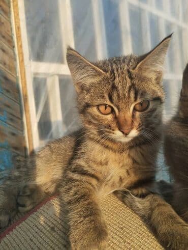 стерилизовать кота: 4 месяца, Девочка, Проглистована — 16