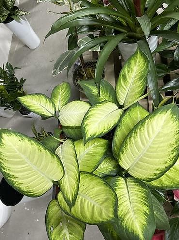 белые розы: Комнатные растения в горшках: диффенбахия и спатифиллюм - Диффенбахия — 2