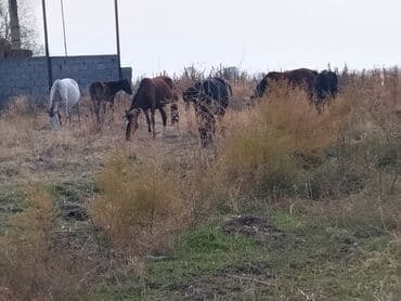 лабрадор ретривер цена щенка: Продаю | Кобыла (самка) | Для разведения — 1