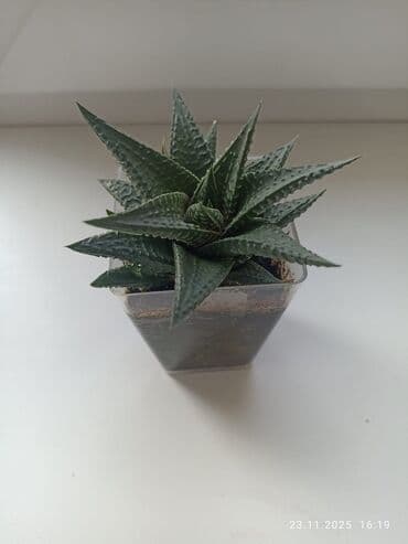 цветок кринум: Суккуленты — 4