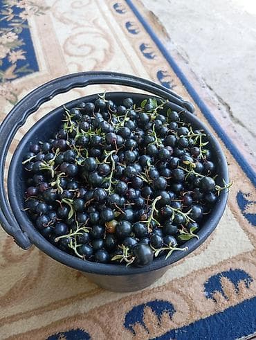 Продукты питания: Смородина Оптом — 5