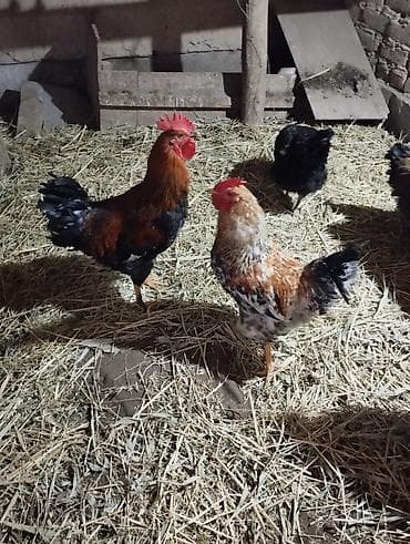 Продаю | Петух | Домашняя | Для разведения