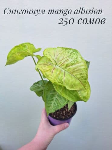 саженцы кочот: • Комнатные растения (укоренённые черенки/детки/молодые — 10