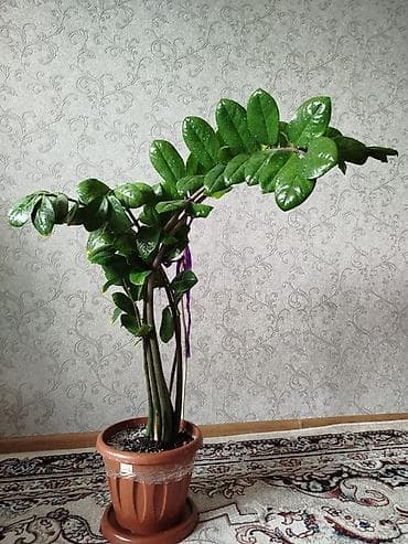 долларовое: Срочно!!!!! Замиокулькас (долларовое дерево) в горшке. - Куст из — 2