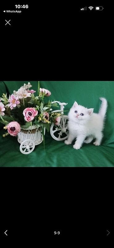 коша: Белоснежный котёнок с короткими лапками и пушистой шерстью. Порода — 6