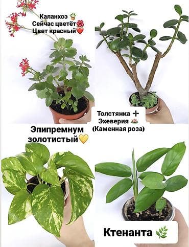 бишкек постельное белье: Продаю комнатные растения, цветы ❗цены разные от 150сом и выше ❗ — 6