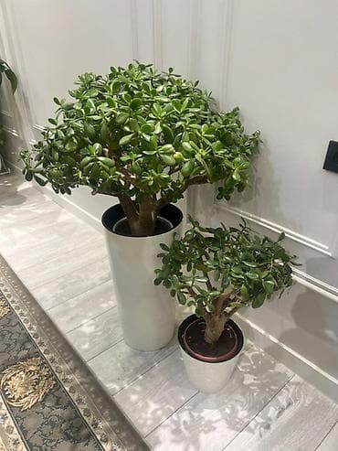 Денежное дерево: Крупные комнатные растения для интерьера.Адаптированные в горшках. - — 1