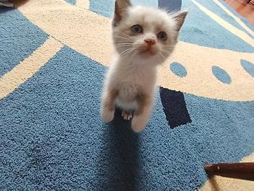 черные котята купить: Кошка даром: Беспородная, 2 месяца, Мальчик, Приучена к лотку — 5