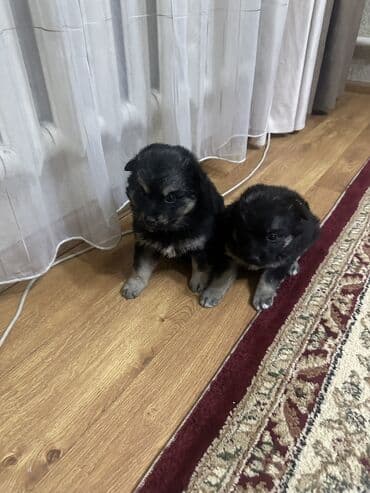 лайка шенок: Собака даром: 1 месяц, Самка, С прививкой — 4