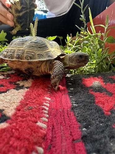 змеи живые: Среднеазиатская черепаха (Testudo horsfieldii). - Вид: наземная — 3