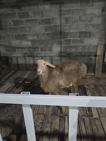 кобыла жеребая: Продаю | Овца (самка) | Для разведения | Ярка — 4