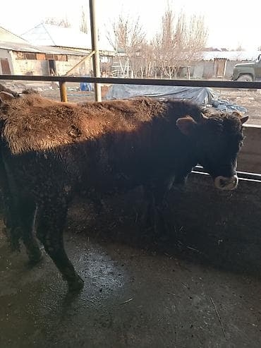 Собаки: Продаю | Бык (самец) | На откорм | Привязанные — 8