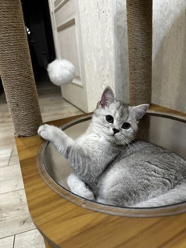 Кемирүүчүлөр: Британ кыска жүндүү, 4 айлык, Ургаачы, Күмүш өңдүү шиншилла, Лотокко барууга үйрөтүлгөн, Курттардан тазаланган, Эмделген — 1