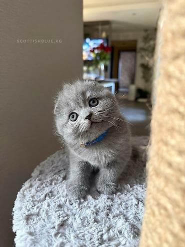 Шотландские котята голубого окраса! Продажа! Очаровательные мальчики