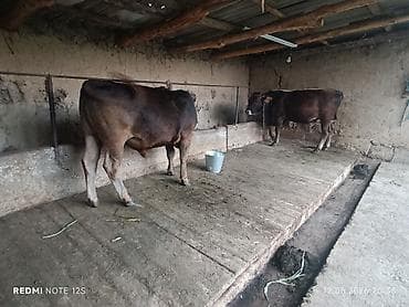 булли собака цена: Продаю | Бык (самец) — 3