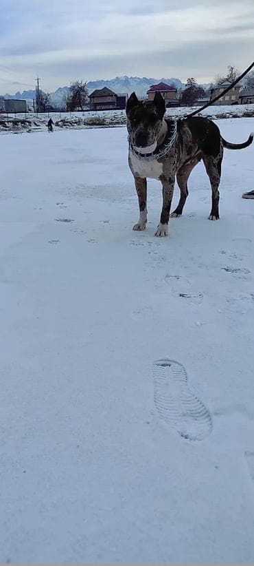 Американский питбультерьер (окрас мерль,отдам в хорошие руки - Уши at lalafo.kg Американский питбультерьер (окрас мерль,отдам в хорошие руки - Уши