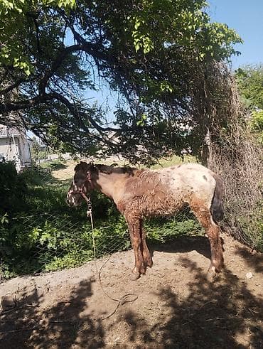 жер уй бишкек сатылат: Сатам | Тай | Ат спорту — 3