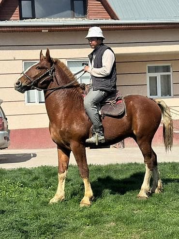 жылкы жаныбар: Сатам | Тай | Көбөйтүү үчүн, Жумушка, Ат спорту | Жасалма жол менен боозутуу — 7