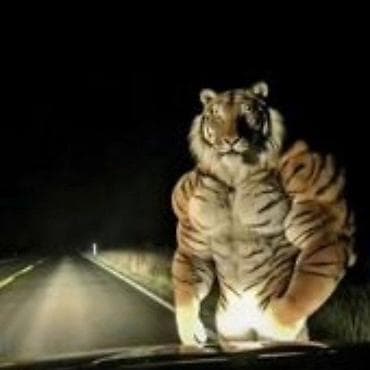 лысые котята: Г. Бишкек Наш чистокровный бенгал, Лео готов к вязке молод и полон — 4