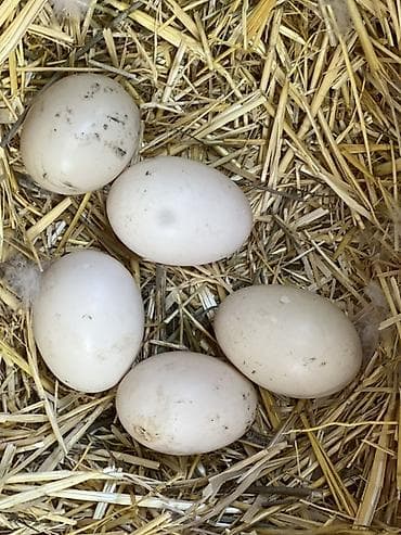 куры бишкек: Утиные яйца - Натуральные утиные яйца светлого цвета, овальной формы — 1