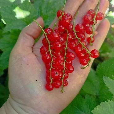 Полуфабрикаты: Смородина — 3