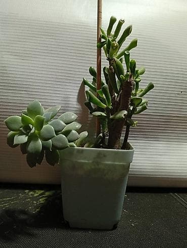Кактустар: Продаю кактус и суккуленты 1, крассула Хоббит - 250 сом 2, кактус- 50 — 4
