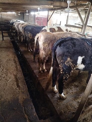булан животное: Продаю | Корова (самка), Бык (самец), Тёлка | На откорм, На забой, Для разведения — 4