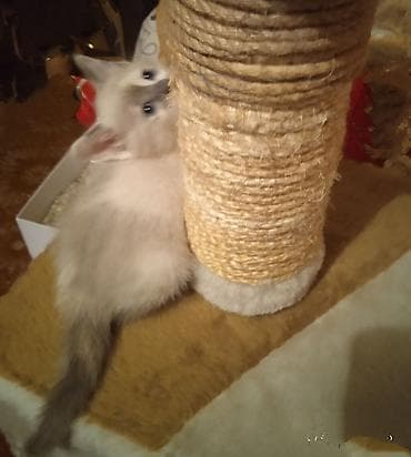 сиамские коты цена: Продаю котята сиамские мальчик и девочка 5 недель .только начинают — 1