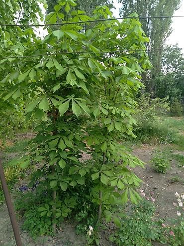 кохинхин карликовый: Саженцы деревьев: Каштаны, Самовывоз — 1